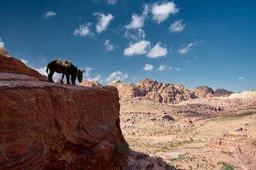 Two harnessed donkeys stand on the cliff. Petra, Jordan.