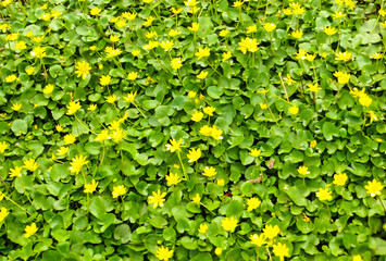 Marsh Marigold (Caltha palustris) on spring