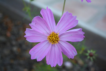 Obraz premium Flor 3