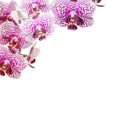 Beautiful floral background of purple orchids 