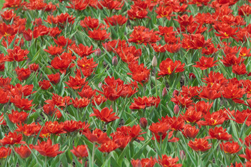 background of spring red tulips