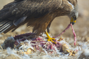 Black kite (Milvus migrans) feasting on bird carcass, Campanarios de Azaba Biological Reserve, a rewilding Europe area, Salamanca, Castilla y Leon, Spain