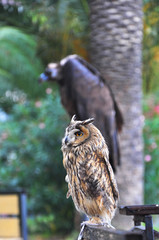 the owl and the vulture for photos with tourists in Abkhazia