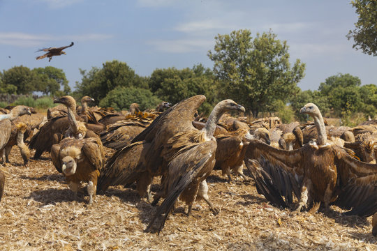 Griffon vulture (Gyps fulvus) in mass flock feeding frenzy, Campanarios de Azaba Biological Reserve, a rewilding Europe area, Salamanca, Castilla y Leon, Spain