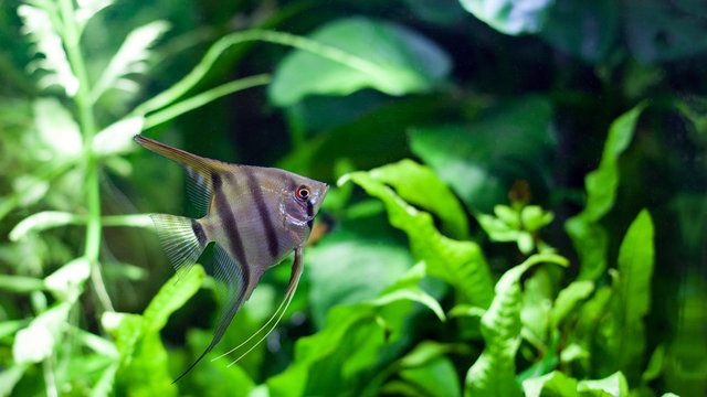 Angelfish swimming in heavily planted tropical aquarium.
