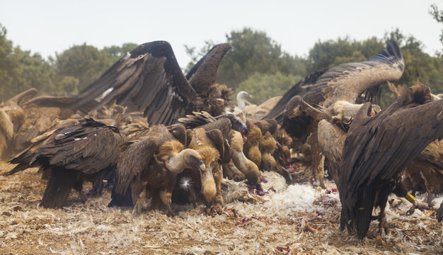 Griffon vultures (Gyps fulvus) and European black vultures (Aegypius monachus) in mass flock feed pon carcass, Campanarios de Azaba Biological Reserve, a rewilding Europe area, Salamanca, Castilla y Leon, Spain