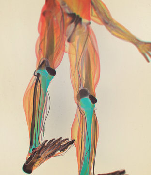 Tibia bone, human anatomy. 3D illustration.