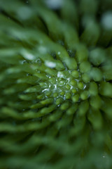 Green Succulent with Water