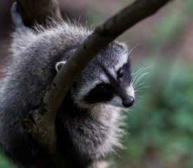Cute Raccoon