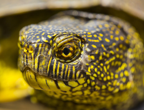 European pond turtle (Emys orbicularis) head portrait, Campanarios de Azaba Biological Reserve, a rewilding Europe Area, Salamanca, Castilla y Leon, Spain
