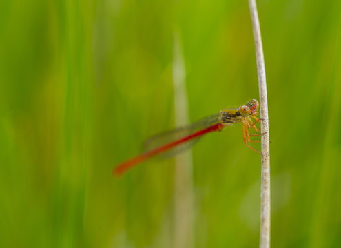Small red damselfly (Ceriagrion tenellum) at rest, Campanarios de Azaba Biological Reserve, a rewilding Europe Area, Salamanc, Castilla y Leon, Spain