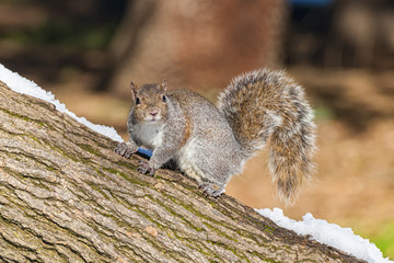 Scoiattolo americano