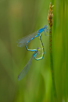 Damselfly (Coenagrion scitulum) pair mating profile, Campanarios de Azaba Biological Reserve, a rewilding Europe Area, Salamanc, Castilla y Leon, Spain