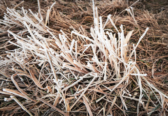 Dry grass with ice frost