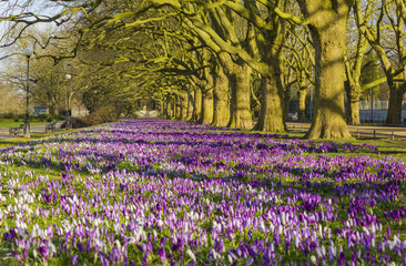 Spring flowering crocuses ,A park in Szczecin where there is a carpet of crocuses in the spring.
