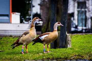 Egyptian goose