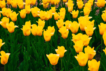yellow tulips bloom in the flowerbed