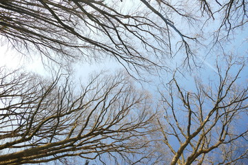 Kronendach Wald Äste Ast Bäume Winter blauer Himmel