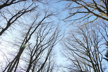 Kronendach Äste Ast Bäume Winter Wald blauer Himmel