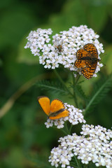 farfalla