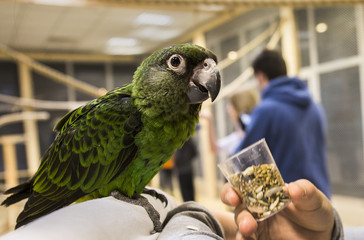 papuga, zielona papuga, karmienie, © Amelia Roman