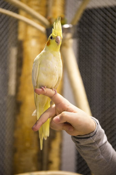 papuga, ż&oacute;łta, nimfa