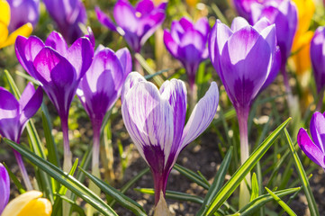 Spring flowering crocuses ,A park in Szczecin where there is a carpet of crocuses in the spring.
