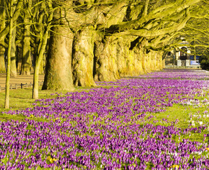 Spring flowering crocuses ,A park in Szczecin where there is a carpet of crocuses in the spring.