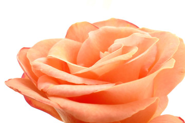 Rose Blüte Hochzeit zart rose apricot lachs