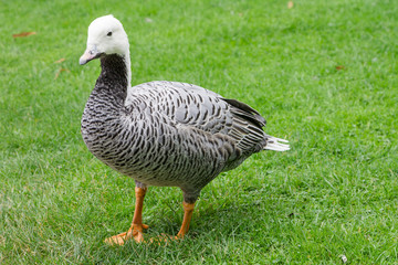Ente und Gans 