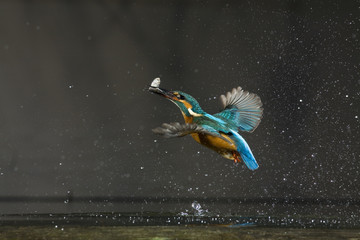 Common kingfisher (Alcedo atthis) in flight with fish prey, Balatonfuzfo, Hungary, January 2009