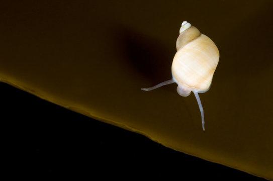 Banded chink shell (Lacuna vincta) on Kelp leaf, Saltstraumen, Bod&ouml;, Norway, October 2008