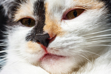 close up of nose and mouth of a cat