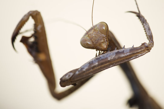 Female European praying mantis (Mantis religiosa) portrait, Sardinia, Italy, September 2008. WWE INDOOR EXHIBITION
