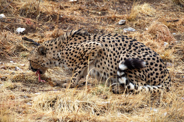 Wild African Cheetah in the savannah of Namibia