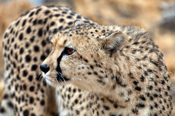 Amazing wild African Cheetah in the savannah of Namibia