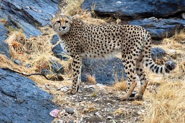 Fototapeta na wymiar Beautiful wild African Cheetah in the savannah of Namibia