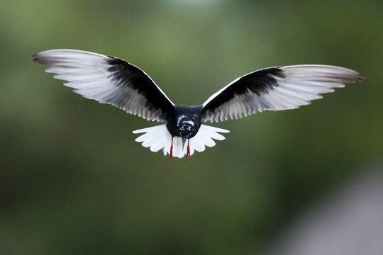 White winged black tern (Chlidonias leucopterus) in flight, Prypiat river, Belarus, June 2009