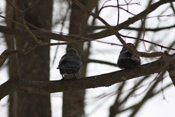 Back view of pair of black birds raven jackdaws sitting on the tree