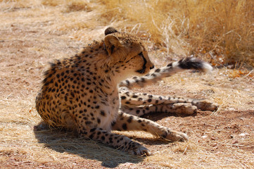 Resting Cheetah in the savannah of Namibia