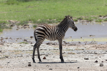 Fototapeta na wymiar Baby Zebra