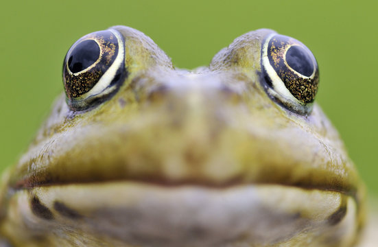 European edible frog (Rana esculenta) head, Prypiat area, Belarus, June 2009. WWE BOOK. WWE OUTDOOR EXHIBITION.
