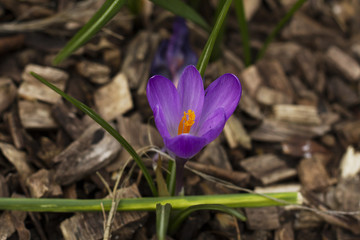purple crocus bloming