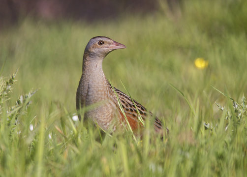 Corncrake (Crex crex) portrait, Tory Island, County Donegal, Ireland, June 2009