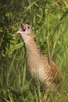 Corncrake (Crex crex) calling, Tory Island, County Donegal, Ireland, June 2009