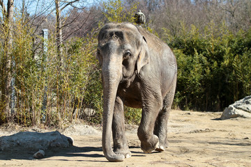  Asiatischer Elefant