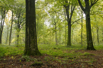 Fototapeta na wymiar green woodland