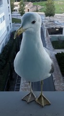 Gaviota en la ventana