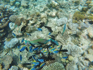 Fototapeta na wymiar Group of fishes in the Maldives