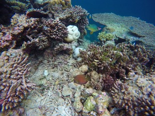 Naklejka na ściany i meble Coral reef and tropical fishes, Maldives